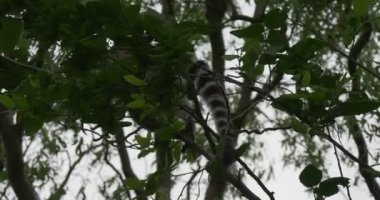 Şubenin Arkasında İki Lemur