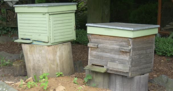Δύο ξύλινες κυψέλες, κουτιά, μέλισσες — Αρχείο Βίντεο