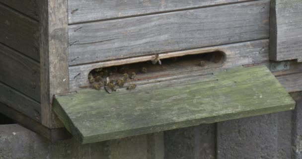 Wooden Beehive, Bees,Slot, Closeup — Stock Video