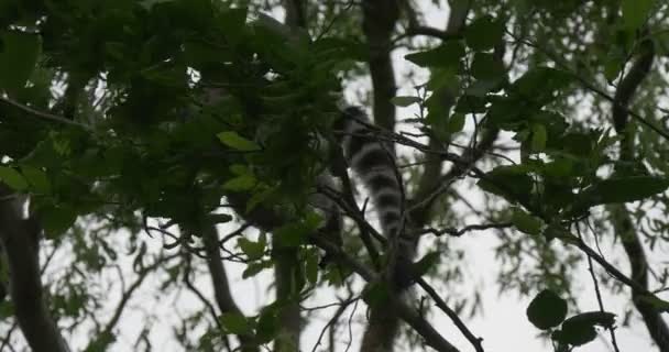 Dois Lemurs Atrás do Ramo — Vídeo de Stock