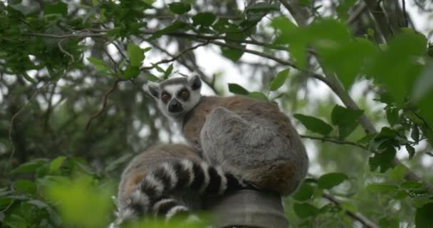 Lemury na tyły oddziału, ogony, drzewo — Wideo stockowe