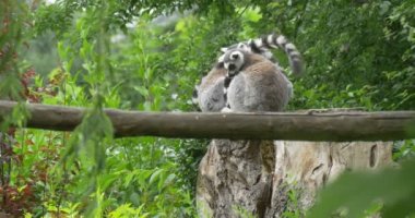 Lemurlar kabullenmek The Log üzerinde vardır
