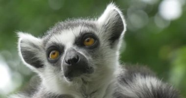 İki Lemurlar başlar, sarı gözleri, Closeup dönüm
