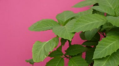 Yeşil bitki üst kısmında geniş yaprakları