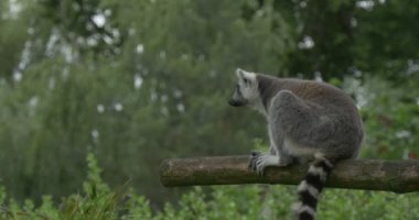 Bir tane kulak tırmalamak, lemur atlar