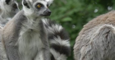 Lemurlar oturuyor, Lemur tırmalamak kulağı, Closeup olduğunu