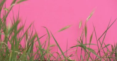 Kulaklar, Çim, Ot, Wavering, Closeup