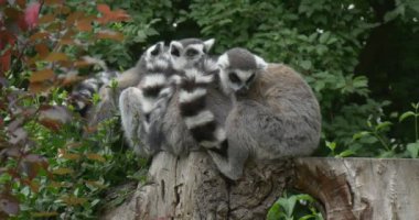 Lemurlar grup Stump, kırmızı çalı, Closeup üzerinde yatmak