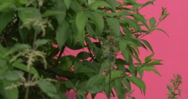 Yaprak ve Atriplex ile Bush, Saltbush