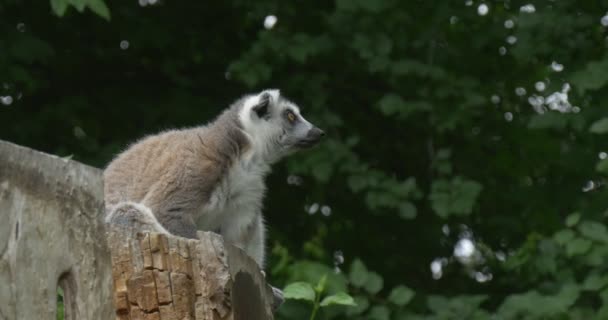 Lemur bakarak, iterek damgası üzerinde oturan — Stok video