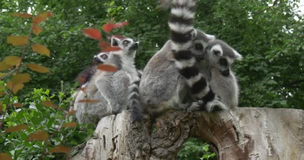 Skupina lemurů na razítko objímat s ocásky — Stock video