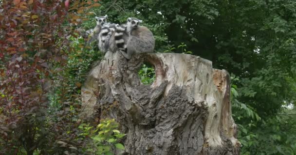 Lemurlar grup yatmak güdük üzerinde kırmızı çalı — Stok video