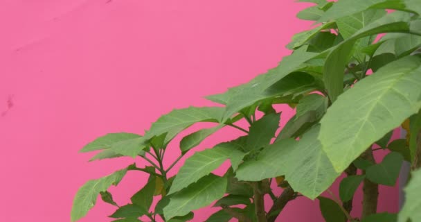 Wide Leaves on the Top of Pot Plant, Flutter — Stock videók