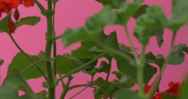 Rote Geranienblüten, innen grüner Strauch — Stockvideo