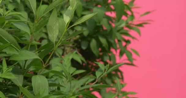 Bush con pequeñas hojas verdes con cabeza de flecha — Vídeos de Stock