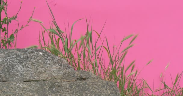 Öron, ogräs, gräs i närheten av stenen, vackra — Stockvideo