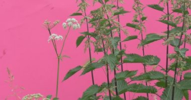 White Umbelliferae And Saltbush, Weed, Wavering