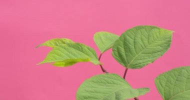 Wind in Green Leaves, Single Branch Closeup