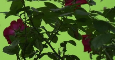 Gül Bush Closeup kırmızı çiçekli