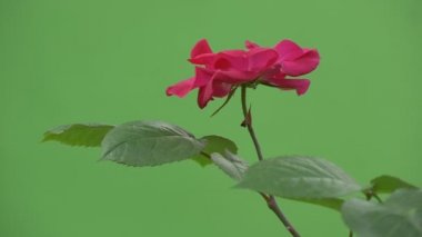 Bir Gül Bush Tek Kırmızı Gül, Yeşil Yapraklar, Closeup