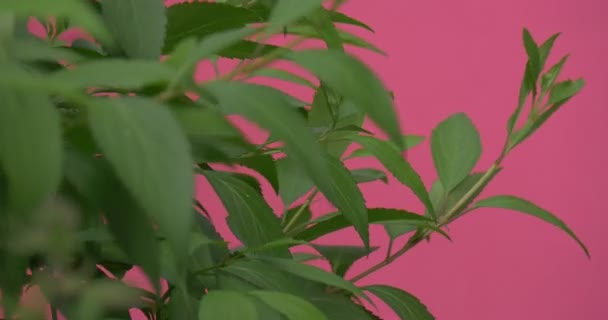 Bush de bladeren close-up, flutter — Stockvideo