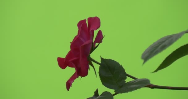 Gren av Rosen buske med röd blomma, ros närbild — Stockvideo