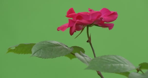 Einzelne rote Rose, Blume auf dem Buschzweig — Stockvideo