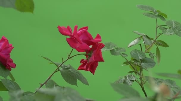 Rosas rojas en un arbusto de rosas, hojas verdes y ramas, cámara lenta — Vídeos de Stock