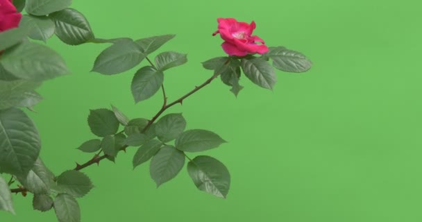 Rama con pequeña rosa roja, hojas verdes — Vídeos de Stock