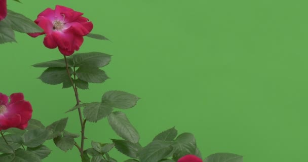 Rode rozen op Rozenstruik, bloeiend, Fluttering — Stockvideo