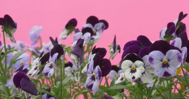 Viola azul y violeta tricolor, corazones, macizos de flores — Vídeos de Stock