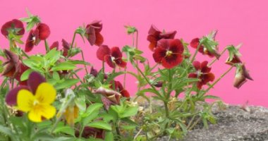 Kırmızı, sarı viyola Tricolor, Heartsease, çiçekler