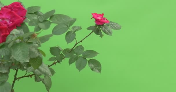 Wenige Zweige Rosenstrauch mit roten Blüten, Nahaufnahme — Stockvideo