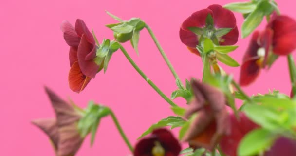 Vermelho Violas Tricolor, Corações, Flores, Desfocado, Fechar — Vídeo de Stock