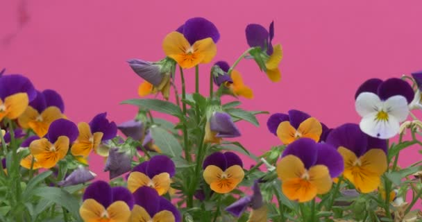 Gult och violett Viola Tricolor, styvmorsviol, blommor — Stockvideo