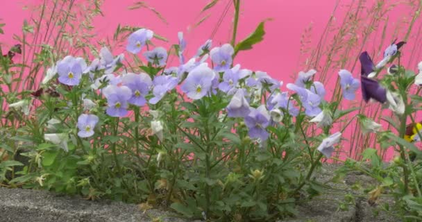 Azul claro Viola Tricolor, Corações, Flores, Plantas de campo — Vídeo de Stock