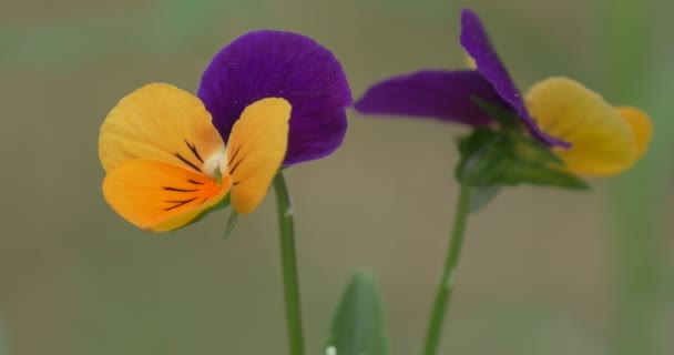 Viola Tricolor, styvmorsviol, blomma på fältet närbild — Stockvideo