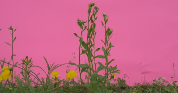 Gult fält blommor, vilda blommor, gräs, Stallks — Stockvideo