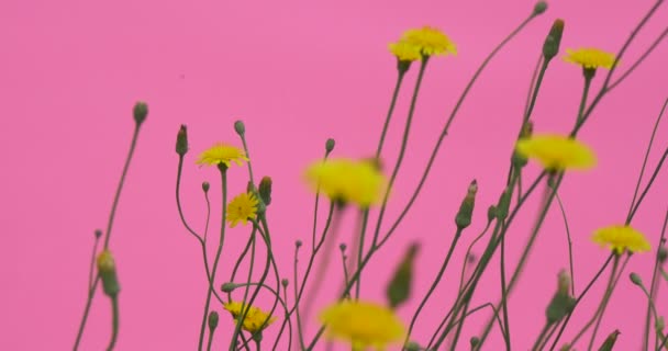 Gelbe Feldblumen, Knöpfe, Wildblumen Nahaufnahme — Stockvideo