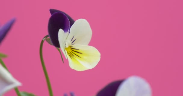 紫色和白色的三色堇、 相生相克，花 — 图库视频影像
