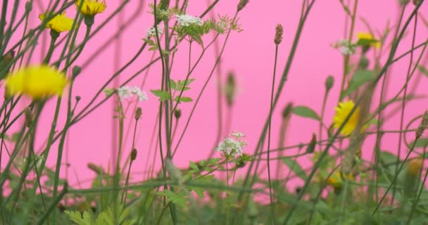 Gele veld bloemen, witte bloemen, Apiaceae, Umbelliferae — Stockvideo