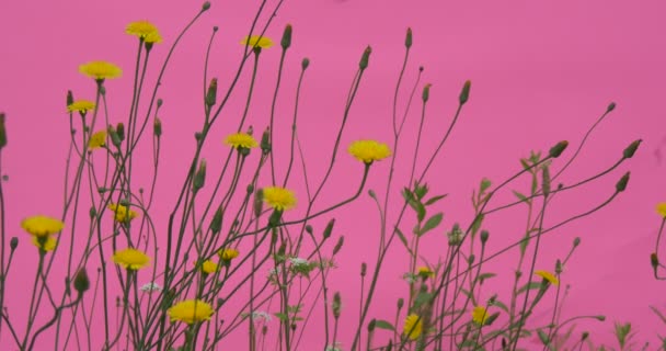 Flores amarelas do campo, botões, flores selvagens — Vídeo de Stock