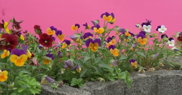 Violas Tricolor, Corazones, Flores en la cama de flores, Valla de piedra — Vídeos de Stock