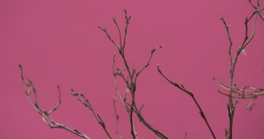 Unblown Bush dalları, tomurcukları, sallanan