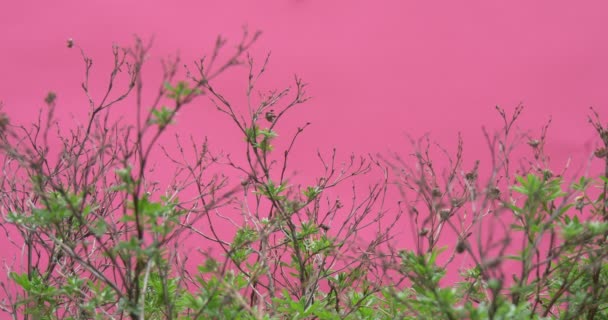 Верхняя часть The Bush, Bushes, With Young Fresn Leaves at the Lower Part — стоковое видео