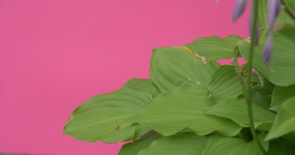 Hosta, Hostas, Lirios de plátano, Planta con hojas grandes, Flores-Campanas — Vídeos de Stock