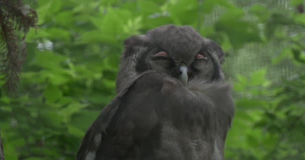 Gray Verreaux 's Eagle-Owl Is Falling Asleep — стоковое видео