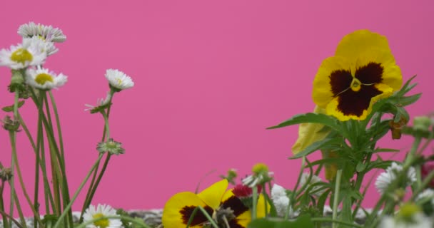 Viola Tricolor, wit veld bloemen, wilde bloemen op Flowerbed, close-up — Stockvideo