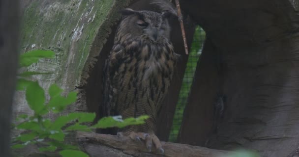 Sleeping OWL jest obracając głowę na 180 stopni, siedząc w Hollow drzewo trunk — Wideo stockowe