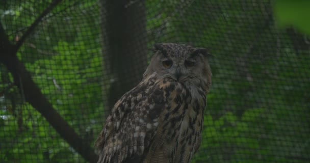 Eagle-Owl is Sitting, Sleeping — Stock Video